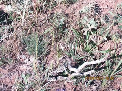 Odontites longiflorus