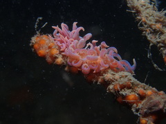 Phyllodesmium poindimiei