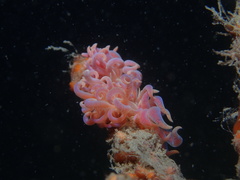 Phyllodesmium poindimiei