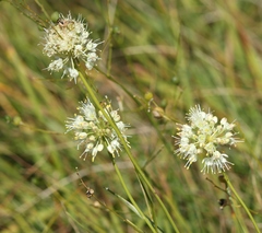 Allium ericetorum
