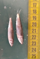 Clupeonella cultriventris