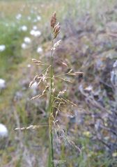 Poa alpigena