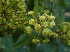 Heteromorpha arborescens