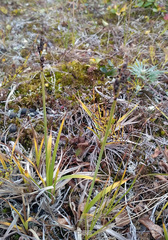 Carex bigelowii arctisibirica