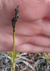 Carex bigelowii arctisibirica