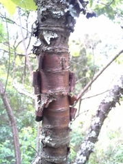 Heteromorpha arborescens