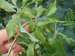 Heteromorpha arborescens