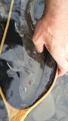 Salvelinus confluentus