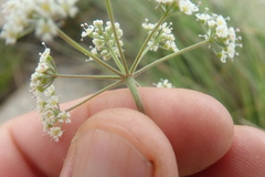 Pimpinella transvaalensis