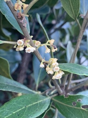 Euclea natalensis natalensis