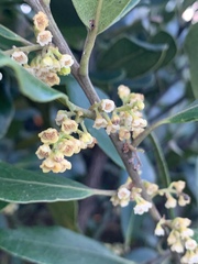 Euclea natalensis natalensis