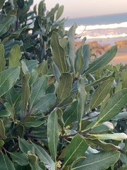 Euclea natalensis natalensis