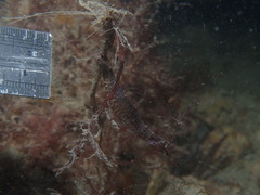 Idiotropiscis australe