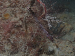 Idiotropiscis australe