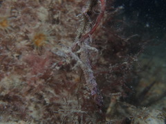 Idiotropiscis australe
