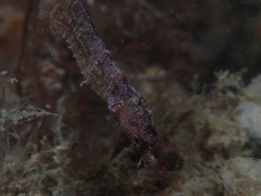 Idiotropiscis australe