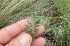 Pimpinella transvaalensis