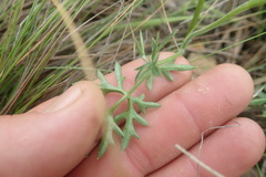 Pimpinella transvaalensis