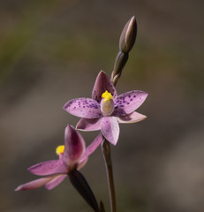 Thelymitra × irregularis