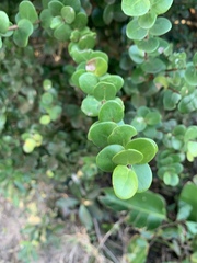 Eugenia capensis capensis