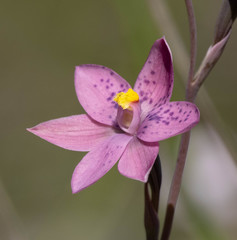 Thelymitra × irregularis