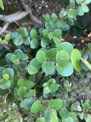 Eugenia capensis capensis