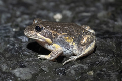 Limnodynastes dumerilii dumerilii