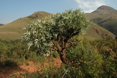 Cussonia paniculata