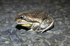 Limnodynastes dumerilii dumerilii