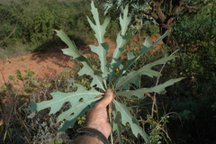 Cussonia paniculata