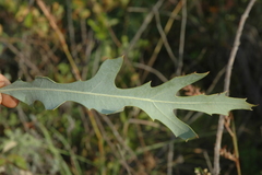 Cussonia paniculata
