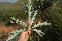 Cussonia paniculata