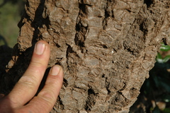 Cussonia paniculata