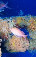 Anthias anthias