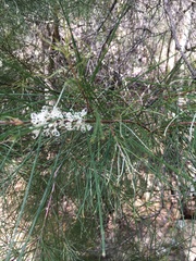 Hakea macraeana