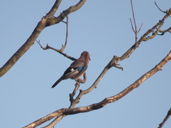 Garrulus glandarius