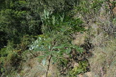 Cussonia sphaerocephala