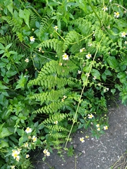 Dennstaedtia scandens
