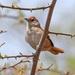 Rufous-fronted Thornbird - Photo (c) Ron Knight, some rights reserved (CC BY)