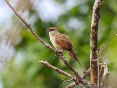 Rufous-Fronted Thornbird photo 4