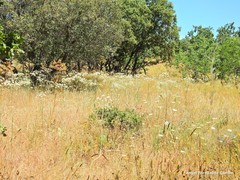 Conopodium subcarneum