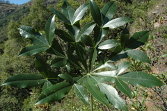 Cussonia sphaerocephala