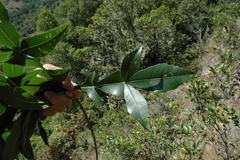 Cussonia sphaerocephala