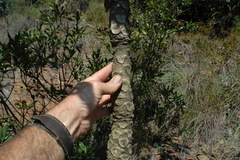 Cussonia sphaerocephala