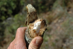 Cussonia sphaerocephala