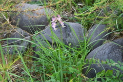 Astragalus gulemiensis