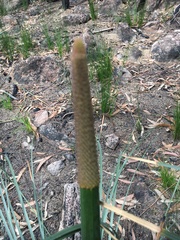 Xanthorrhoea concava