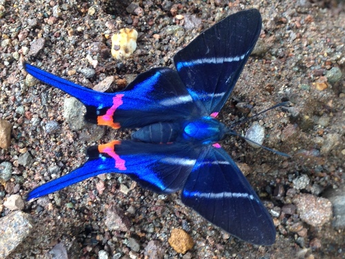 Long-tailed Metalmark