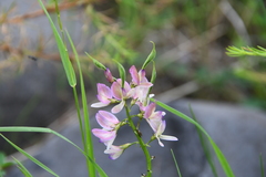 Astragalus gulemiensis