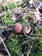 Lycoperdon umbrinum